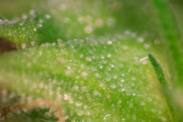 Hermosas Hojas Marihuana Cannabis Detalle Fondo Cannabis — Foto de Stock