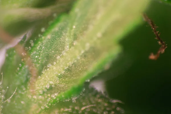 Hintergrund Von Cannabis Drogen Analyse Von Cannabis Labor — Stockfoto