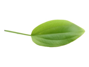 Tayland 'daki doğadan yaprak örnekleri..