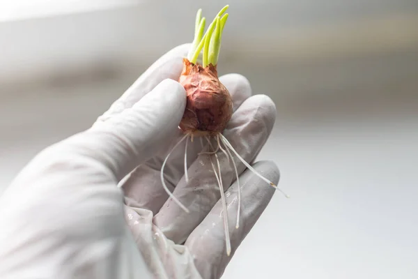 Laboratuvarda mitoz hücrelerini incelemek için soğan kökleri ekiliyor.