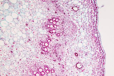 Sınıf eğitimi için mikroskop altında bitki dokusu çalışması.