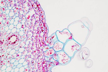 Sınıf eğitimi için mikroskop altında bitki dokusu çalışması.