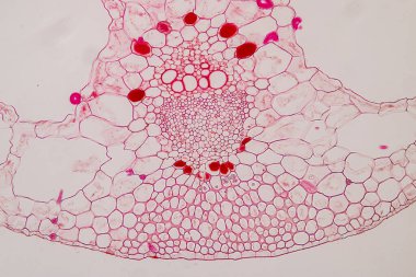 Sınıf eğitimi için mikroskop altında bitki dokusu çalışması.