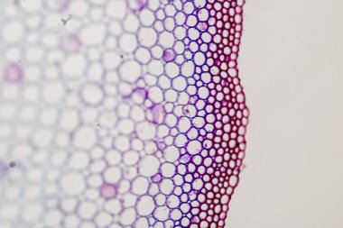 Sınıf eğitimi için mikroskop altında bitki dokusu çalışması.