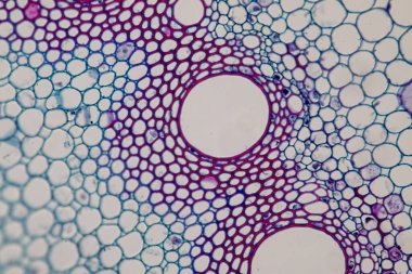 Sınıf eğitimi için mikroskop altında bitki dokusu çalışması.