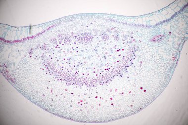 Sınıf eğitimi için mikroskop altında bitki dokusu çalışması.