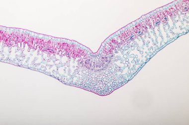 Sınıf eğitimi için mikroskop altında bitki dokusu çalışması.