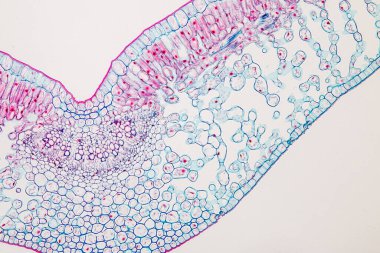 Sınıf eğitimi için mikroskop altında bitki dokusu çalışması.
