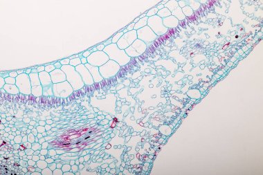 Sınıf eğitimi için mikroskop altında bitki dokusu çalışması.