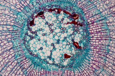 Sınıf eğitimi için mikroskop altında bitki dokusu çalışması.