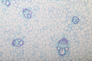 Sınıf eğitimi için mikroskop altında bitki dokusu çalışması.