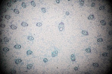 Sınıf eğitimi için mikroskop altında bitki dokusu çalışması.