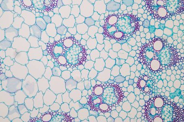 Sınıf eğitimi için mikroskop altında bitki dokusu çalışması.