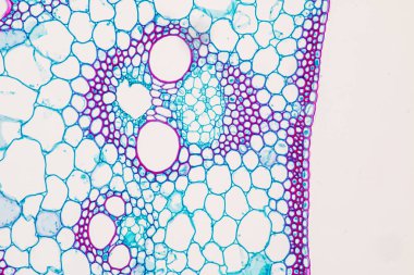 Sınıf eğitimi için mikroskop altında bitki dokusu çalışması.