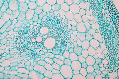 Sınıf eğitimi için mikroskop altında bitki dokusu çalışması.