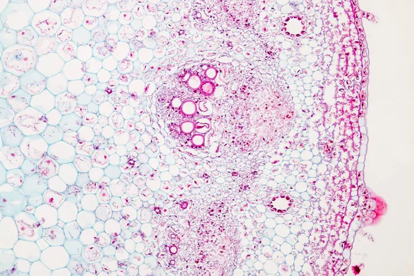 Sınıf eğitimi için mikroskop altında bitki dokusu çalışması.