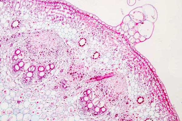 Estudo Tecido Vegetal Sob Microscópio Para Educação Sala Aula — Fotografia de Stock