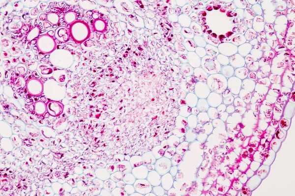 Studie Plantenweefsel Van Onder Microscoop Voor Klaslokaal Onderwijs — Stockfoto