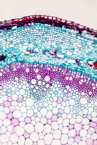 The study Plant tissue of under the microscope for classroom education.