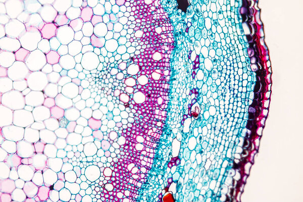 The study Plant tissue of under the microscope for classroom education.