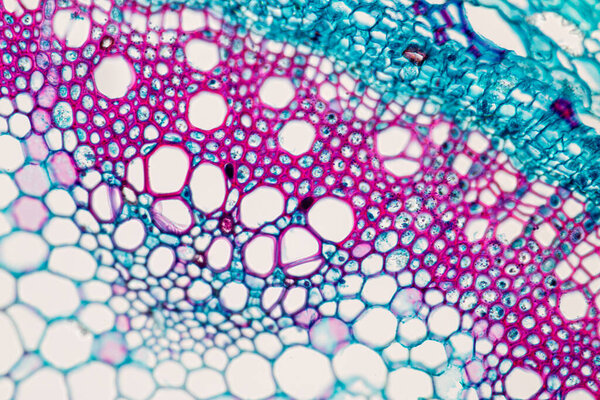 The study Plant tissue of under the microscope for classroom education.
