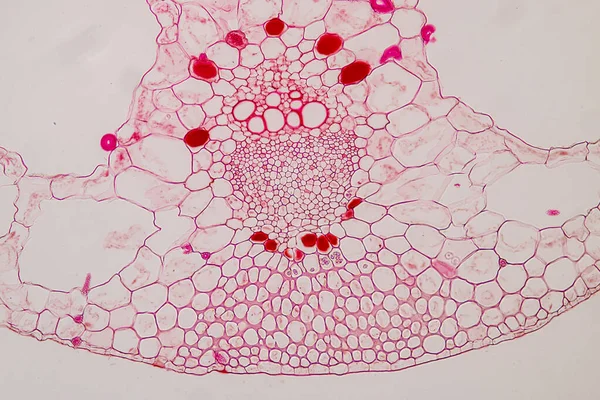 Studie Plantenweefsel Van Onder Microscoop Voor Klaslokaal Onderwijs — Stockfoto