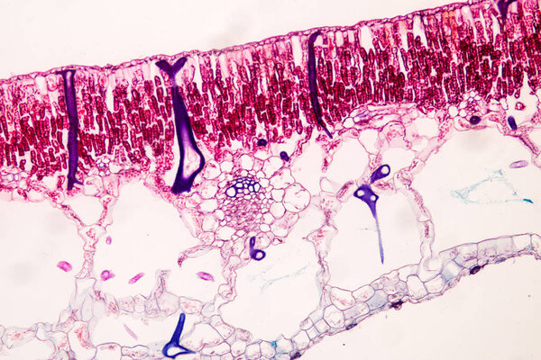 The study Plant tissue of under the microscope for classroom education.