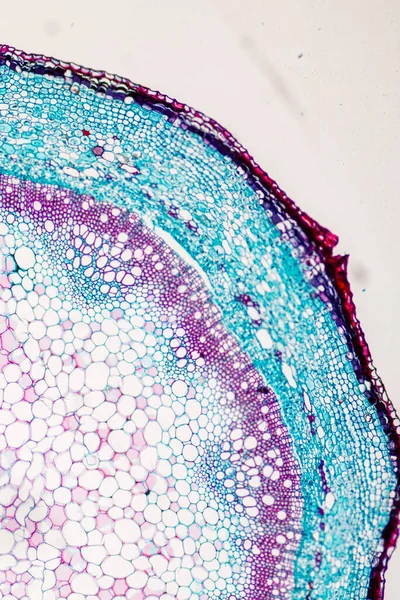 The study Plant tissue of under the microscope for classroom education.