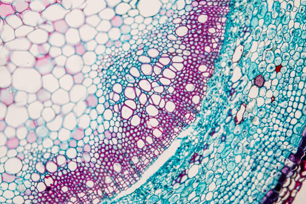 The study Plant tissue of under the microscope for classroom education.