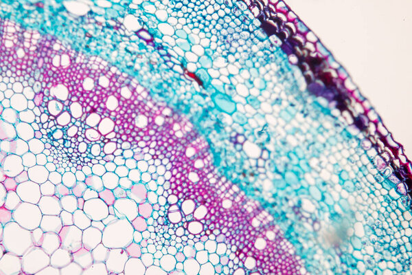 The study Plant tissue of under the microscope for classroom education.
