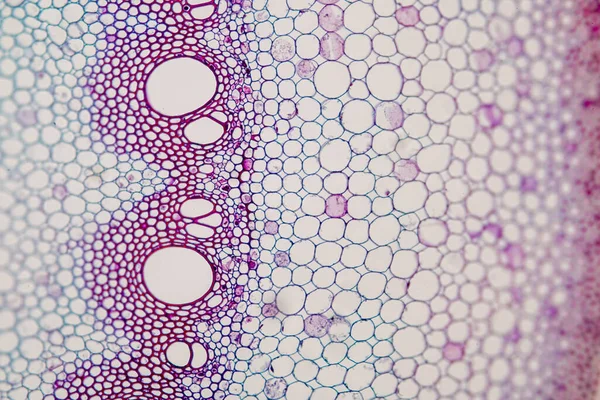 Estudio Tejido Vegetal Bajo Microscopio Para Educación Aula — Foto de Stock