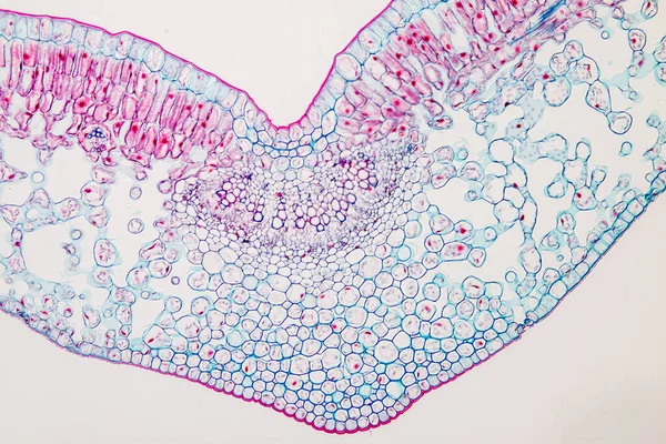 Estudo Tecido Vegetal Sob Microscópio Para Educação Sala Aula — Fotografia de Stock