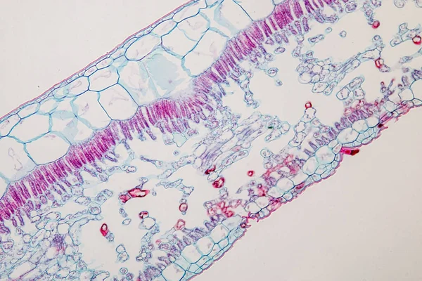 Die Studie Pflanzengewebe Unter Dem Mikroskop Für Den Unterricht — Stockfoto