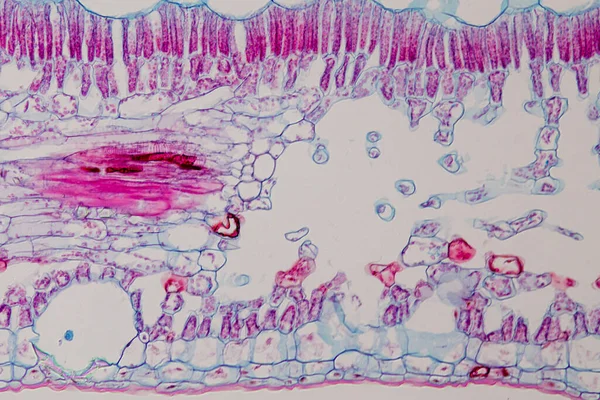 Estudo Tecido Vegetal Sob Microscópio Para Educação Sala Aula — Fotografia de Stock