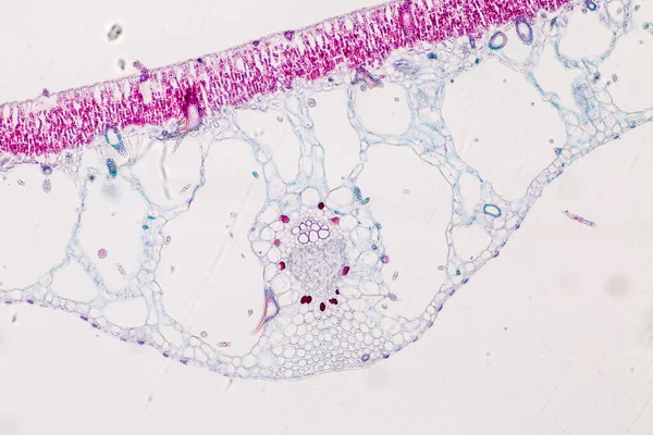 Die Studie Pflanzengewebe Unter Dem Mikroskop Für Den Unterricht — Stockfoto