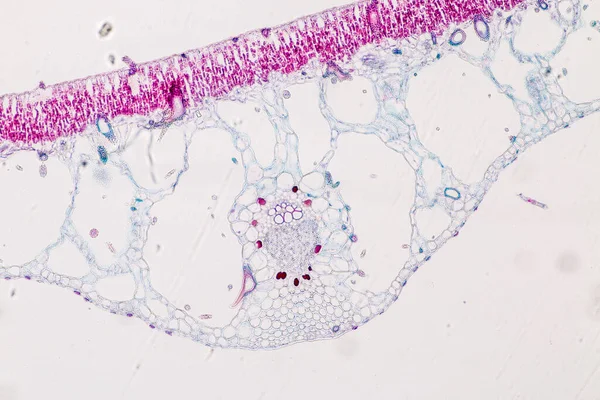 Studie Plantenweefsel Van Onder Microscoop Voor Klaslokaal Onderwijs — Stockfoto