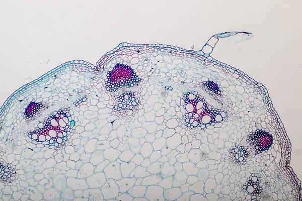 Studie Plantenweefsel Van Onder Microscoop Voor Klaslokaal Onderwijs — Stockfoto