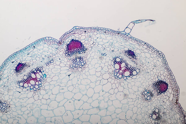 The study Plant tissue of under the microscope for classroom education.