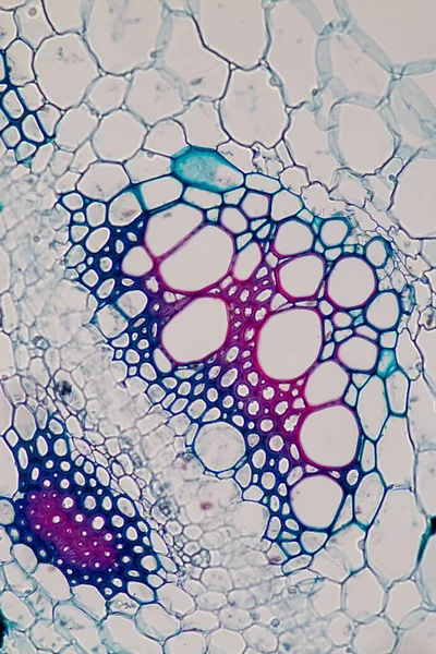 Estudo Tecido Vegetal Sob Microscópio Para Educação Sala Aula — Fotografia de Stock