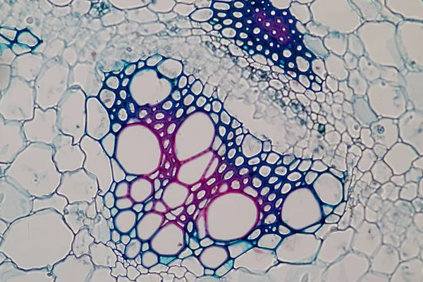 显微镜下用于课堂教学的植物组织研究 — 图库照片