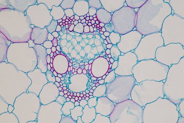 The study Plant tissue of under the microscope for classroom education.