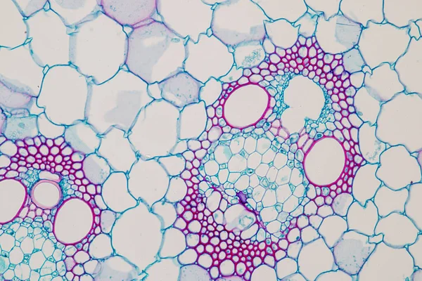 Дослідження Тканина Рослин Під Мікроскопом Навчання Класі — стокове фото