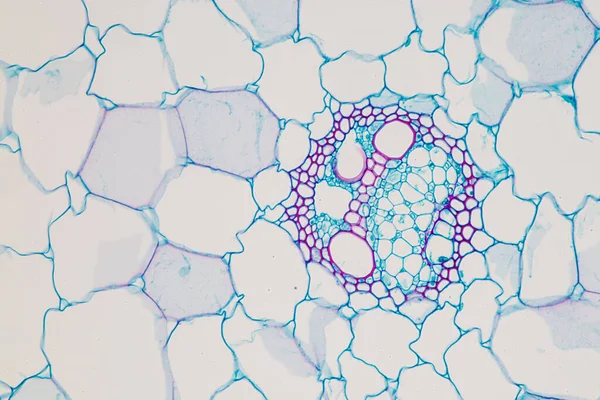 교육을 현미경으로 식물의 조직을 — 스톡 사진