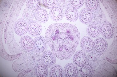 Sınıf eğitimi için mikroskop altında bitki dokusu çalışması.