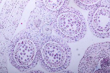 Sınıf eğitimi için mikroskop altında bitki dokusu çalışması.