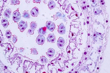 Sınıf eğitimi için mikroskop altında bitki dokusu çalışması.