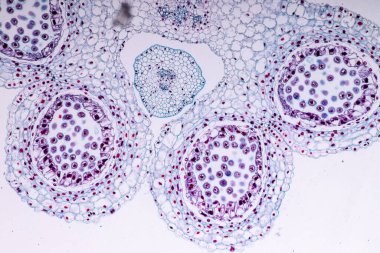 Sınıf eğitimi için mikroskop altında bitki dokusu çalışması.