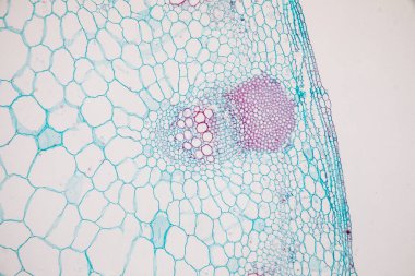 Sınıf eğitimi için mikroskop altında bitki dokusu çalışması.