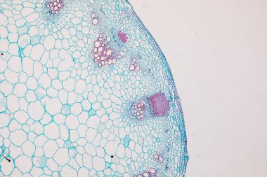 Sınıf eğitimi için mikroskop altında bitki dokusu çalışması.