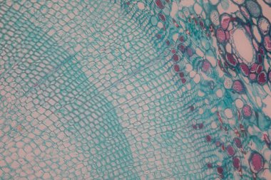 Sınıf eğitimi için mikroskop altında bitki dokusu çalışması.